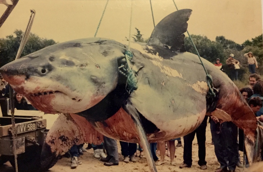 largest great white shark ever recorded