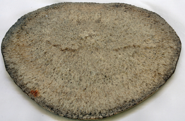 whale vertebra