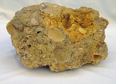 fossil, 10-20 million years BP