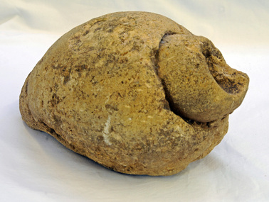 fossil, 10 million years ago