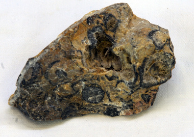 fossil, Devonian Age 419.2–358.9 million years ago