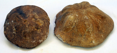 fossils, 4 million years ago