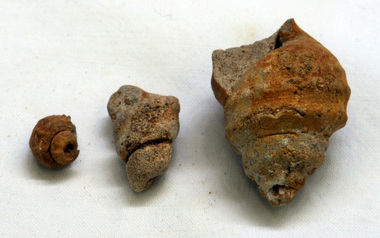 three fossils