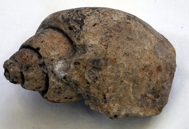 fossil