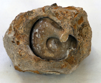 fossil