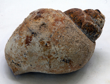 fossil
