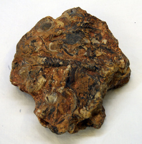 fossil