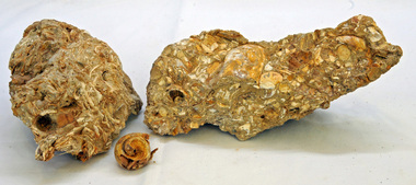 fossils