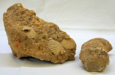 fossils