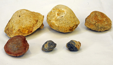 fossils