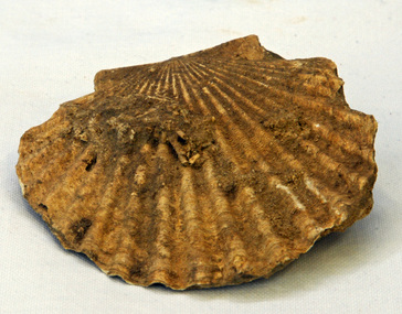 shell fossil