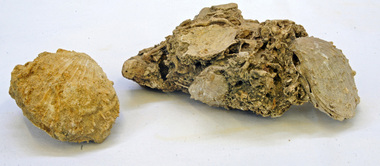 fossils