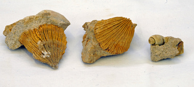fossils