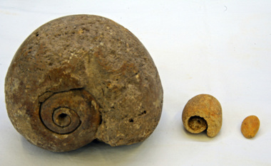 fossils