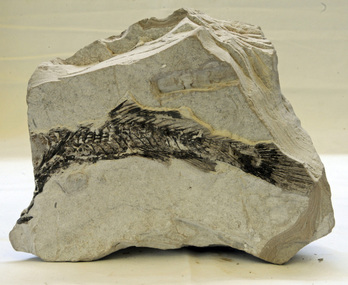 fossil