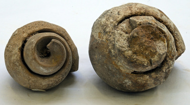 fossils
