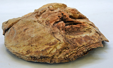 fossil