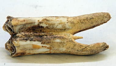 tooth