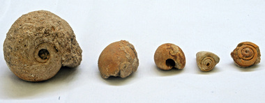 fossils