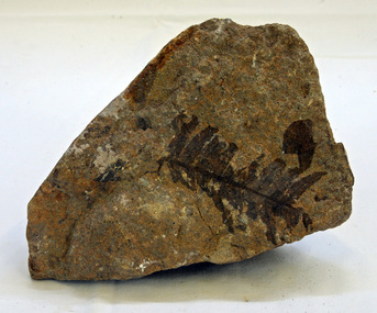 fossil