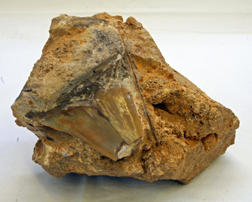 shark tooth