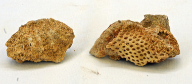 fossils
