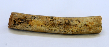 fossil