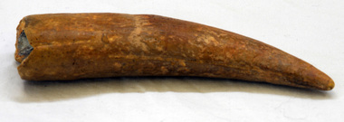 fossil