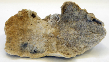 coral