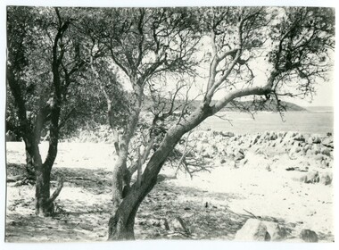 black and white photograph, first half 20th century