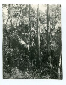 black and white photograph, first half 20th century