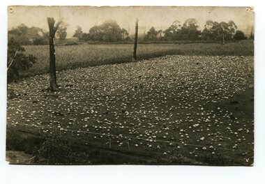black and white photograph, Warren. Mrs H, first half 20th century