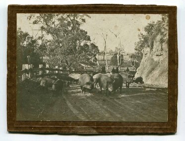 black and white photograph, C1900