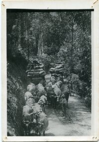 black and white photograph, late 19th - early 20th century