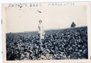 Photograph - Snowy's beet 1938, c.1920s-30s