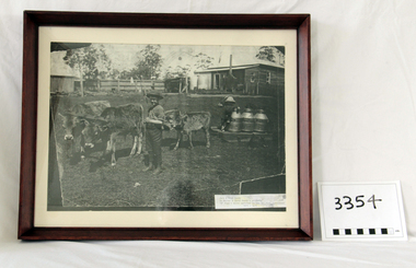 Photograph - boys with calves, 1913-1915