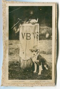 Photograph - V B post - Victorian Border, Crown Studios  ( W Stanley Vogt), c.1920s-1950s