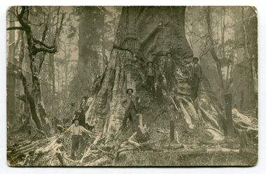 Photograph - large tree, c.1890-1910