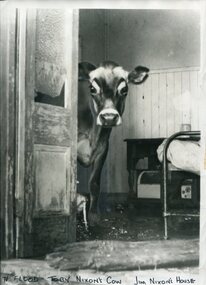 Photograph - 1971 FLOOD, COW IN JIM NIXON'S HOUSE, Herald and sun, 10.2.1971