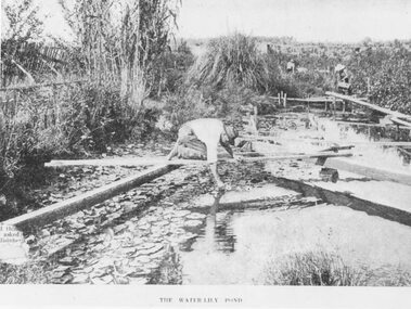 Photograph, The Water-Lily Pond at Hill's Flower Farm, Ringwood, in 1905, 1905