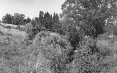 Photograph, Mullum Creek from footbridge on Munro St., Ringwood, looking east - 1969, 1970
