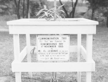 Photograph, Commemoration Tree (ANZAC Tree) at North Ringwood State School, 1955