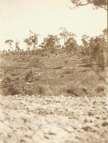 Photograph, Clearing at "Quambee", North Ringwood - 1912