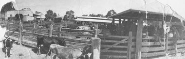 Photograph, Ringwood Market and Saleyards 1914