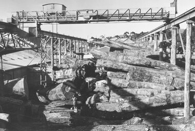 Photograph, Timber mill - Ringwood Timber & Trading Co., cnr Maroondah Hwy and New Street, Ringwood - 1948