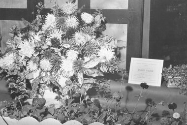 Photograph, Ringwood Horticultural Society- Ringwood Flower Show - 19 March 1959