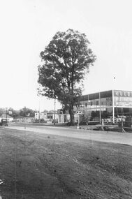 Photograph, Maroondah Highway West, Ringwood- The last remaining naturally grown gum tree on the Maroondah Highway between Ringwood and the city, cut down 1959.                                            before it was cut down from out the front of Bill Patterson Motors in 1959 - a yellow box tree 60 feet high and 75 years old