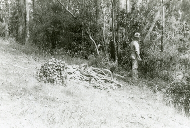 Photographs, 1979-80 MMBW pipe line project at Hubbard Reserve, North Ringwood � Boring mole pit
