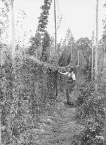 Photograph, Carlton and United Brewery Hop Farm. c. 1955