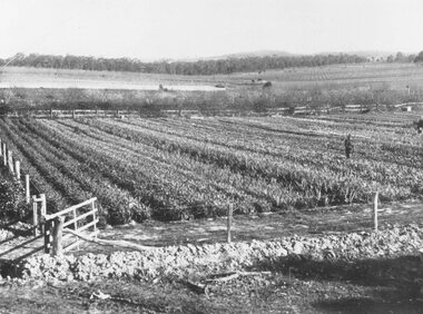 Photograph, Murfett's Flower Farm- New Street Ringwood. 1930